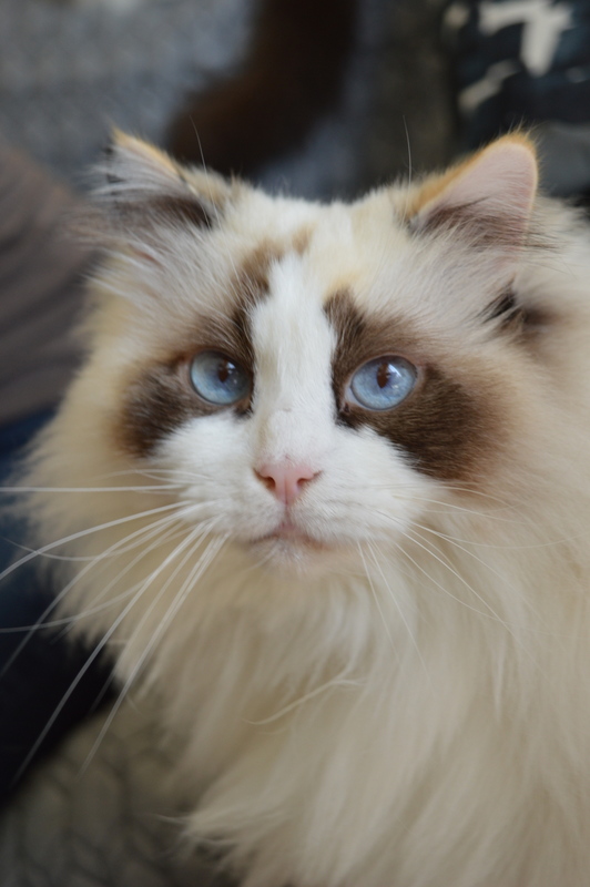 Colors and patterns of Ragdolls Travel Blog of TICA Cat